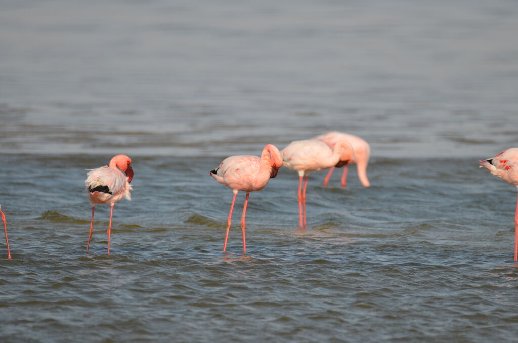 Lesser Flamingoadult, identification