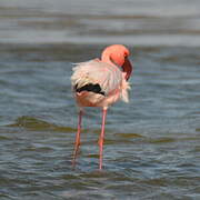 Lesser Flamingo