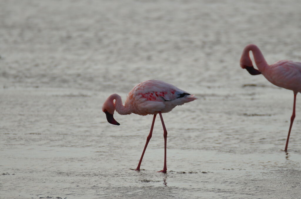 Lesser Flamingoadult, identification