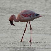 Lesser Flamingo