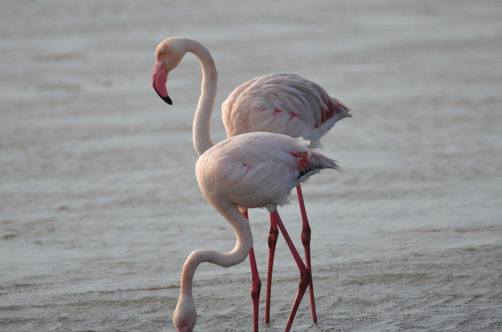 Flamant roseadulte, identification