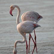 Flamant rose