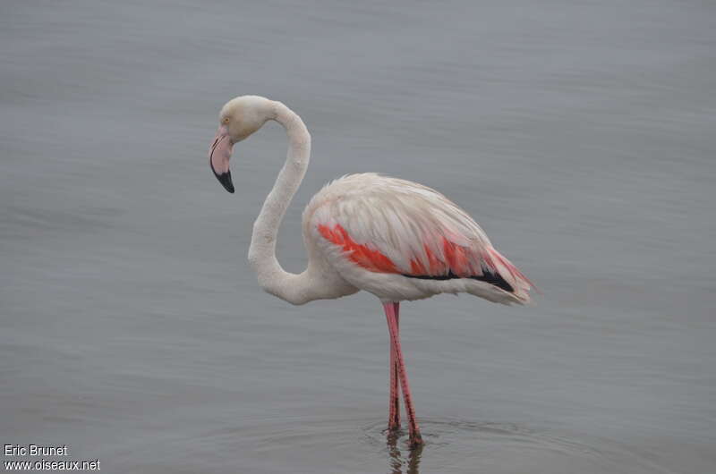 Flamingo, oiseaux