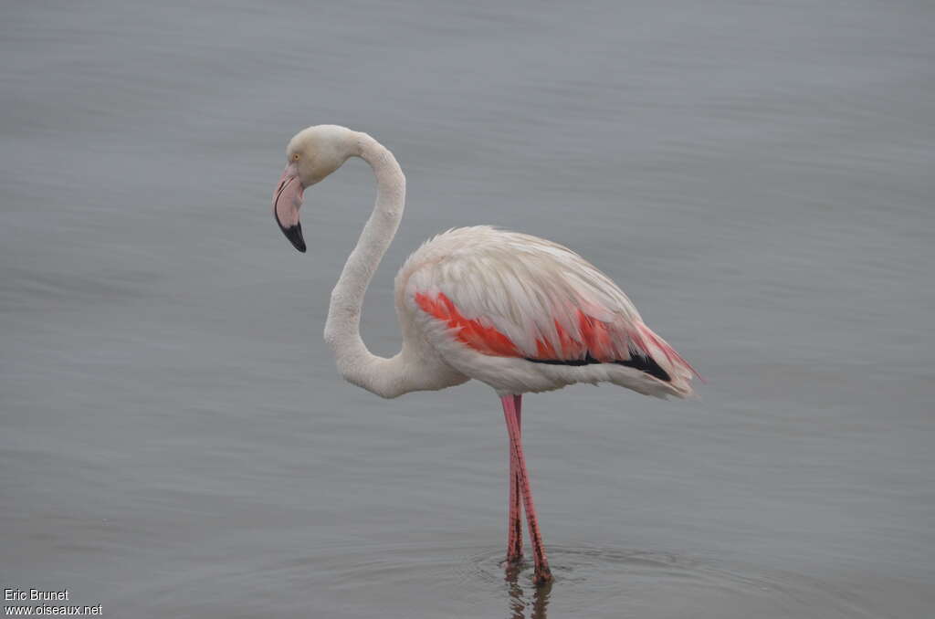 Flamant roseadulte, identification