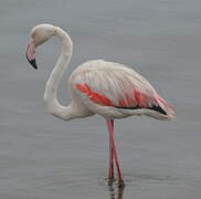 Flamant rose