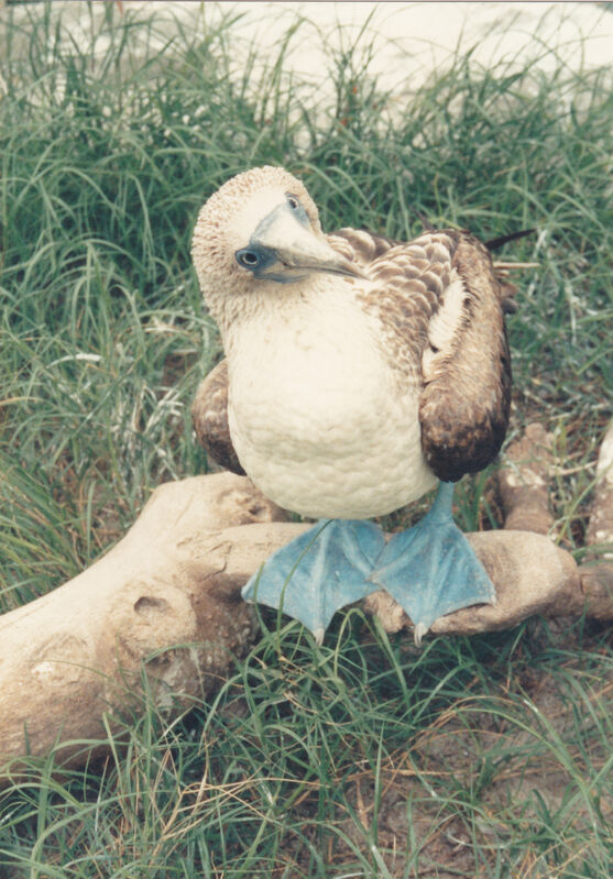 Blue-footed Boobyadult, identification