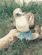 Blue-footed Booby