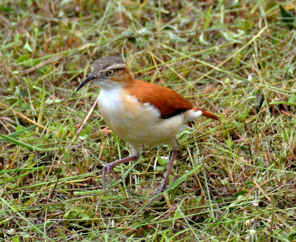 Pacific Horneroadult, identification