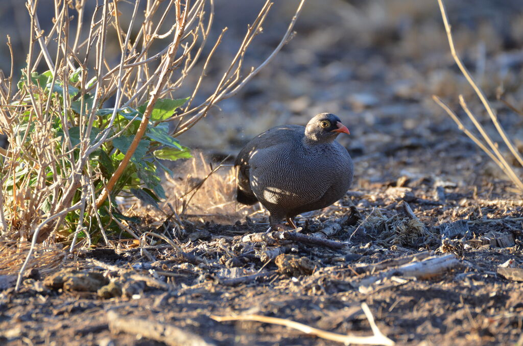 Francolin à bec rougeadulte, identification