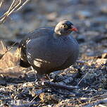 Francolin à bec rouge