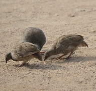 Red-billed Spurfowl