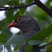 Red-billed Spurfowl