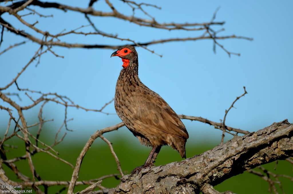 Francolin de Swainsonadulte, identification, pigmentation