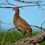 Francolin de Swainson