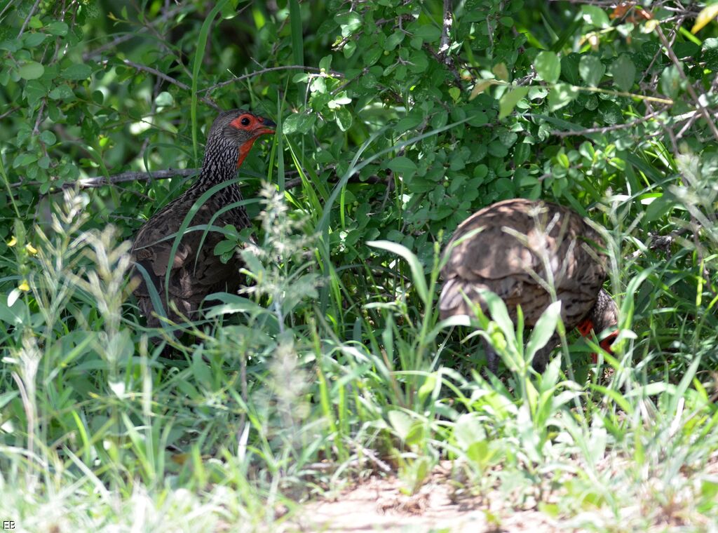 Francolin de Swainsonadulte, identification