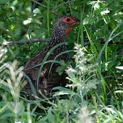 Francolin de Swainson