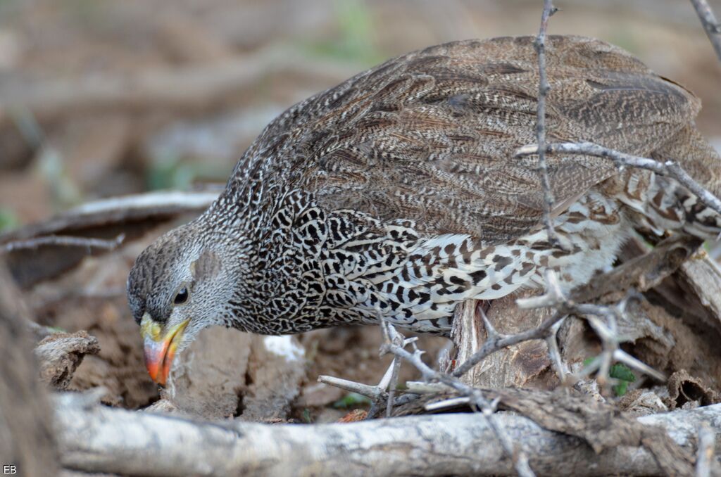 Francolin du Nataladulte, identification