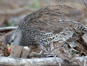 Francolin du Natal