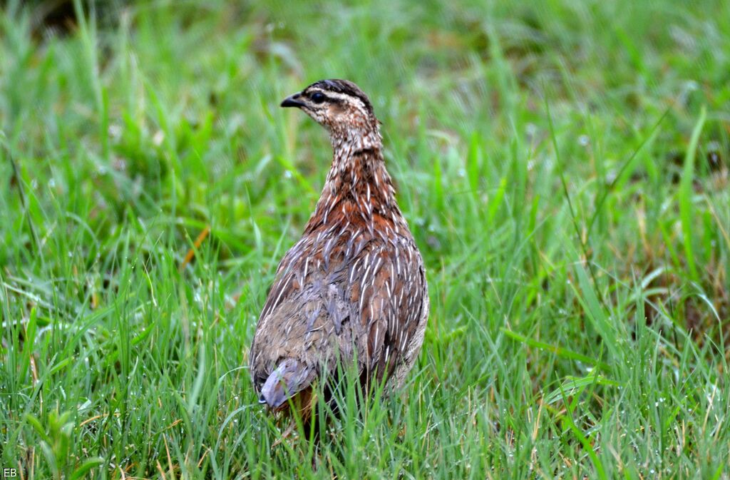 Natal Spurfowljuvenile, identification