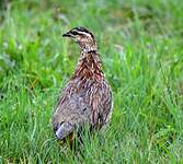 Francolin du Natal