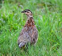 Natal Spurfowl