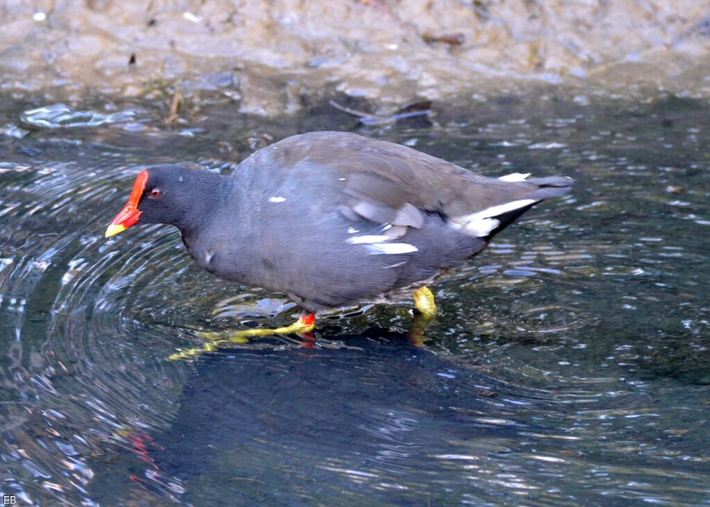 Gallinule poule-d'eauadulte, identification