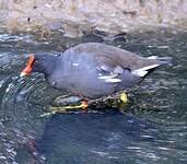 Gallinule poule-d'eau