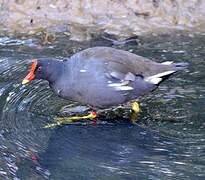 Common Moorhen