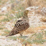 Namaqua Sandgrouse