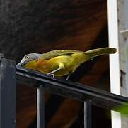 Grey-headed Bushshrike