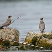 Rock Pratincole