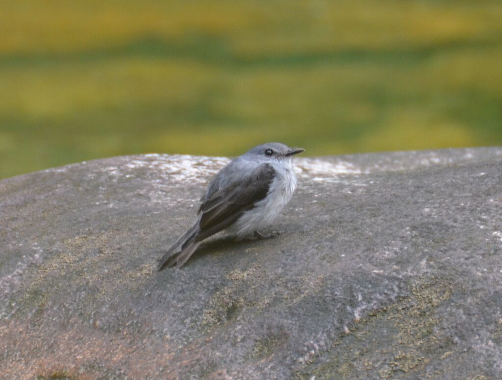 Cassin's Flycatcher, identification