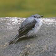 Cassin's Flycatcher