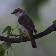 Spotted Flycatcher