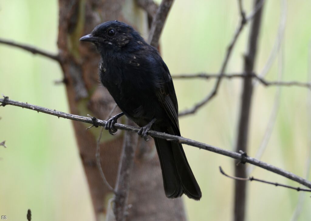 Gobemouche sud-africainadulte, identification