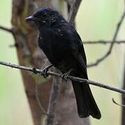 Southern Black Flycatcher