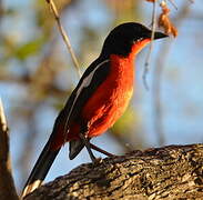 Gonolek rouge et noir