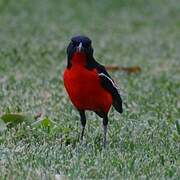 Crimson-breasted Shrike