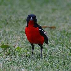 Gonolek rouge et noir