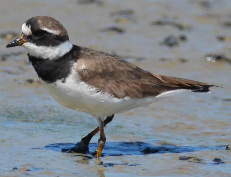 Common Ringed Plover male adult, identification