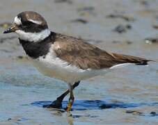 Common Ringed Plover