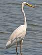 Grande Aigrette