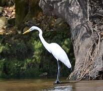 Great Egret