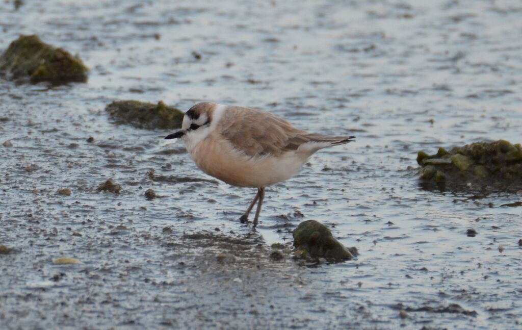 White-fronted Ploverjuvenile, identification