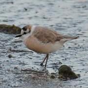 White-fronted Plover