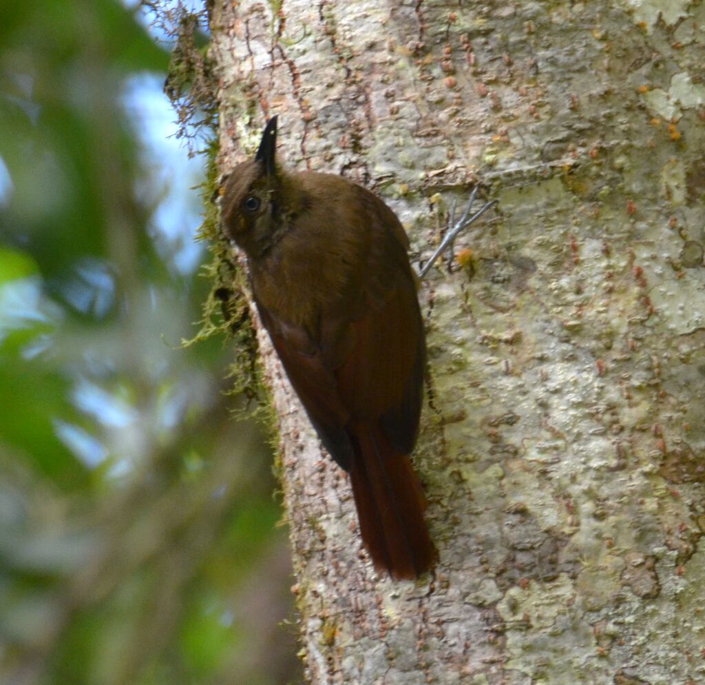 Plain-brown Woodcreeperadult, identification