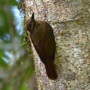 Plain-brown Woodcreeper