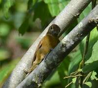 Olivaceous Woodcreeper