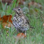 Song Thrush