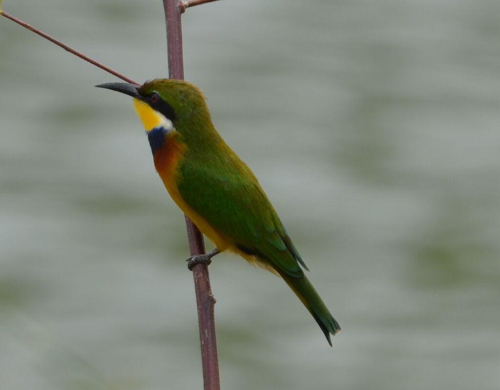 Blue-breasted Bee-eateradult, identification